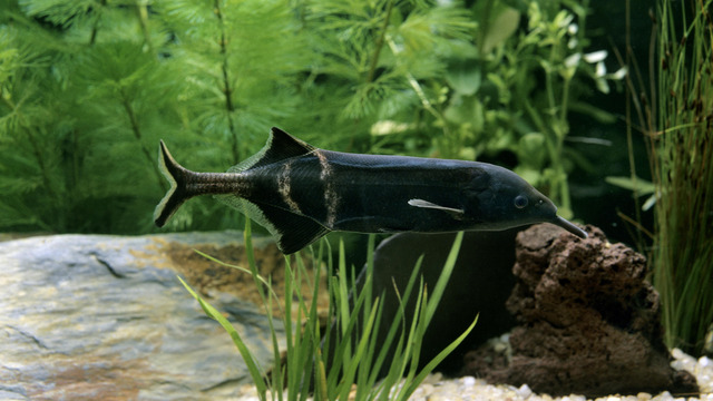 Cá vòi voi là một loài cá nước ngọt thuộc họ Mormyridae, có nguồn gốc từ các con sông ở châu Phi,