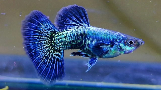 Các vây mượt mà của cá Rồng Xanh bảy màu cũng rất được yêu thích, với đuôi hình quạt lớn