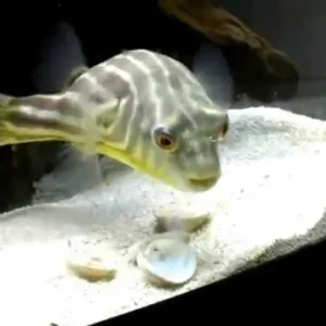 Chế độ ăn của cá nóc Fahaka khá đặc biệt vì loài cá này cần ăn các loài động vật có vỏ cứng, như ốc sên, tôm, trai, nghêu và hàu