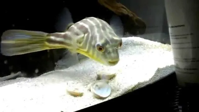 Chế độ ăn của cá nóc Fahaka khá đặc biệt vì loài cá này cần ăn các loài động vật có vỏ cứng, như ốc sên, tôm, trai, nghêu và hàu