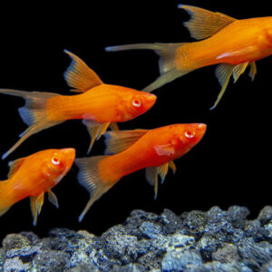 Chúng nên được cho ăn một đến hai lần một ngày, với lượng thức ăn vừa đủ để chúng có thể tiêu thụ trong vài phút