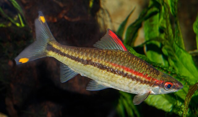 Chúng nổi bật với sọc màu đỏ chạy từ miệng qua mi trên, kéo dài xuống thân và đến gần vây đuôi