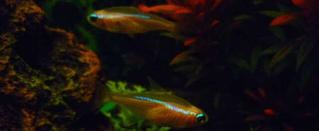 Chúng rất yêu thích các bể cá có nhiều cây thủy sinh và khu vực râm mát.