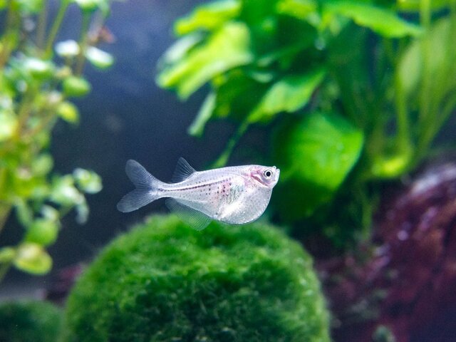 Cơ thể của chúng khá mảnh, với vây ngực lớn và cơ bắp mạnh mẽ