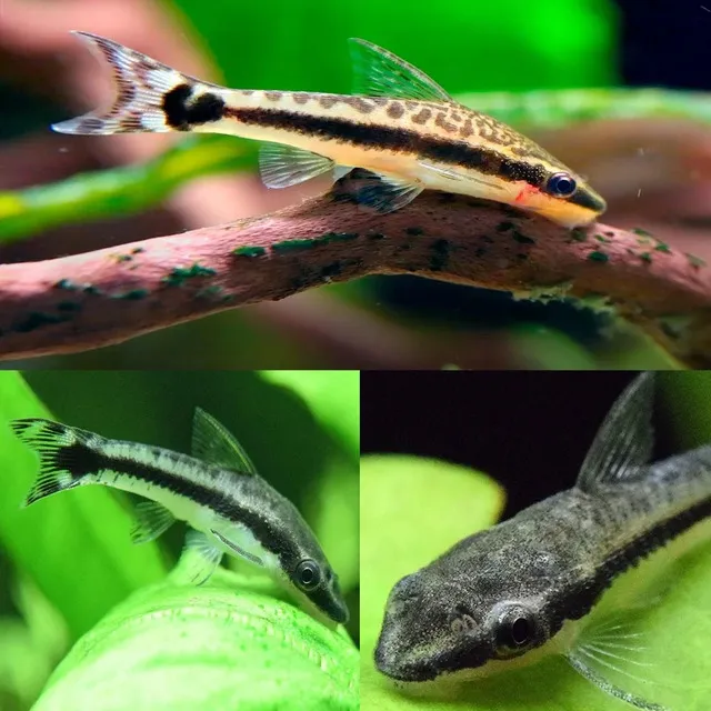 Đặc điểm dễ nhận diện là chúng có phần đầu nhỏ, không có vây lưng như nhiều loài cá khác, tạo nên sự khác biệt rõ rệt.