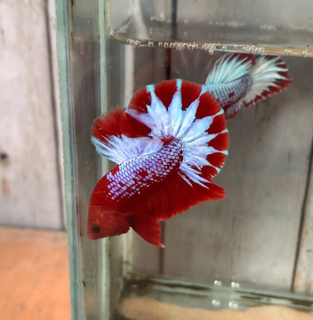 Đảm bảo bể cá luôn sạch sẽ và thay nước định kỳ để duy trì chất lượng nước tốt, giúp cá khỏe mạnh và phòng ngừa bệnh tật.