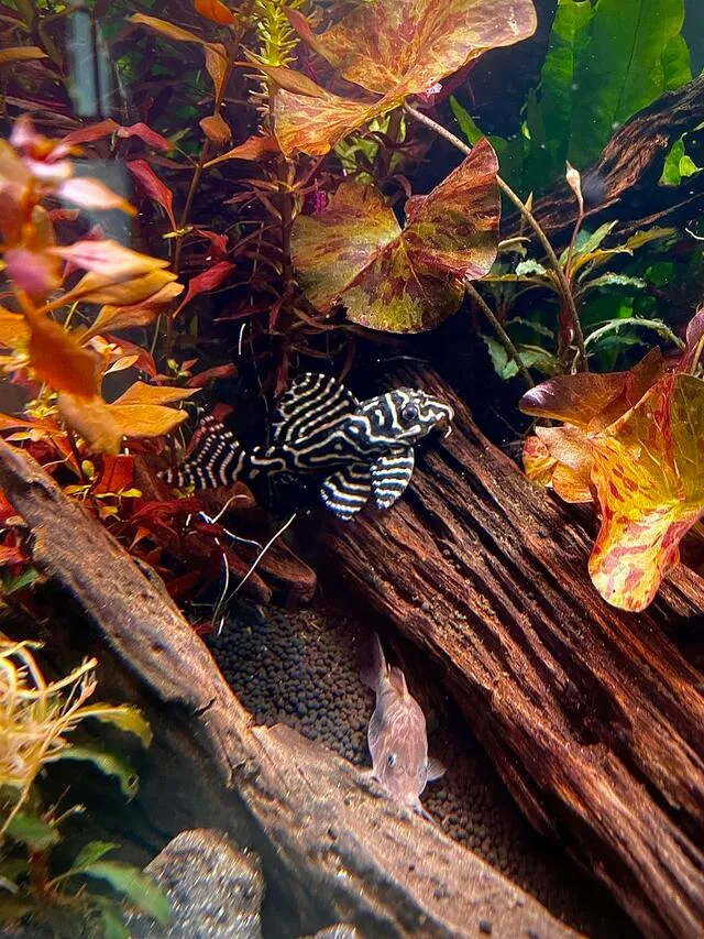 Đảm bảo bể của bạn có nhiều chỗ trú ẩn như đá, gỗ hoặc các hang động nhỏ để giúp chúng cảm thấy an toàn và thoải mái khi nghỉ ngơi.