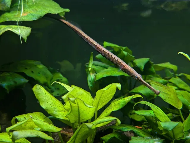 Đảm bảo nước trong bể luôn sạch sẽ là điều quan trọng để duy trì sức khỏe của cá.