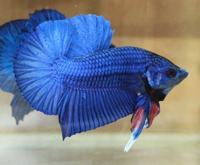 Đảm bảo rằng bể cá không bị ô nhiễm và có môi trường sống trong lành sẽ giúp Betta Rồng Xanh khỏe mạnh