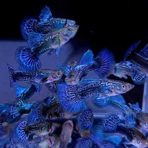DauAquarium cam kết cung cấp cá bảy màu rồng xanh chất lượng cao, đảm bảo cá có sức sống tốt, màu sắc tươi sáng