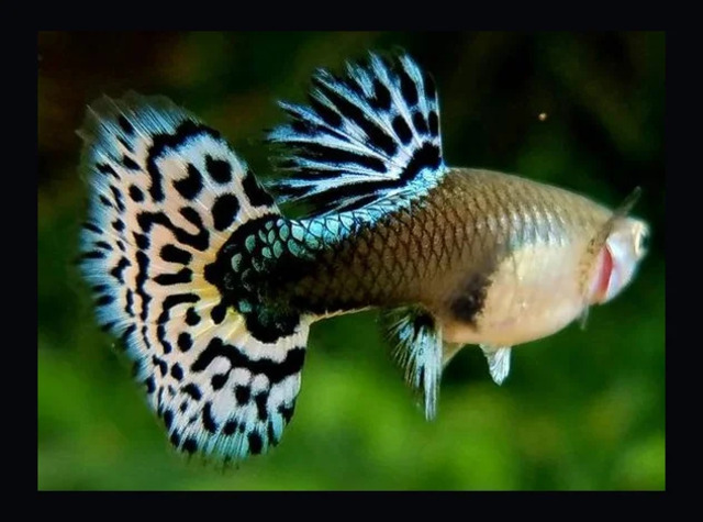 Cá bảy màu Thái không chỉ mang lại vẻ đẹp tự nhiên cho không gian sống mà còn là một loài cá cảnh dễ nuôi và dễ chăm sóc