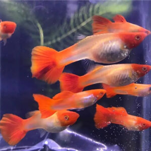 DauAquarium.com cung cấp cá Koi đỏ chất lượng cao, được nuôi dưỡng trong môi trường tốt nhất, đảm bảo bạn sẽ có được những con cá khỏe mạnh và sống lâu dài. 