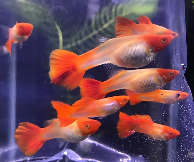 DauAquarium.com cung cấp cá Koi đỏ chất lượng cao, được nuôi dưỡng trong môi trường tốt nhất, đảm bảo bạn sẽ có được những con cá khỏe mạnh và sống lâu dài. 