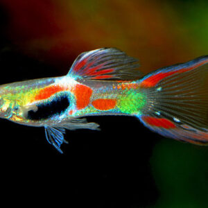 DauAquarium.com là một trong những địa chỉ hàng đầu mà bạn không thể bỏ qua khi tìm kiếm cá bảy màu 