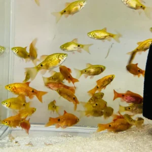 Đây là giống cá cảnh không yêu cầu ánh sáng mạnh