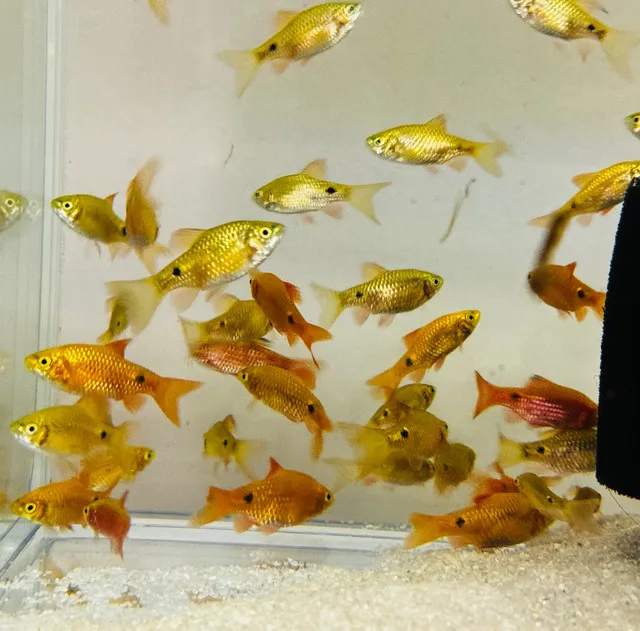 Đây là giống cá cảnh không yêu cầu ánh sáng mạnh