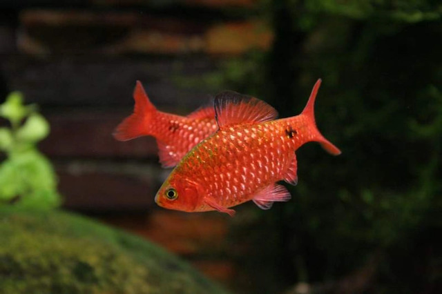 Đây là loài ăn tạp, chúng có thể ăn nhiều loại thức ăn khác nhau từ thức ăn viên, thức ăn tươi sống đến rau củ