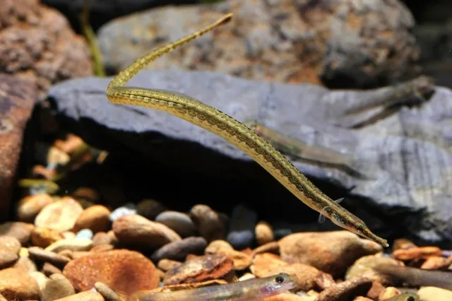 Đây là loài ăn tạp và có thể ăn nhiều loại thức ăn khác nhau