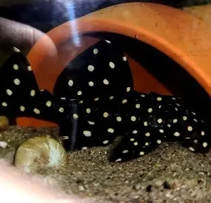 Đây là loài cá nhút nhát và thường xuyên ẩn náu vào ban ngày.