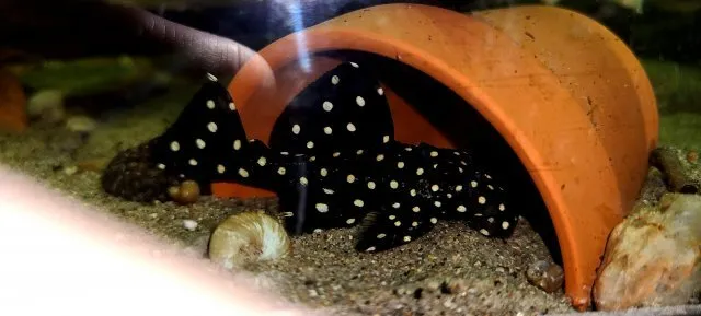 Đây là loài cá nhút nhát và thường xuyên ẩn náu vào ban ngày.