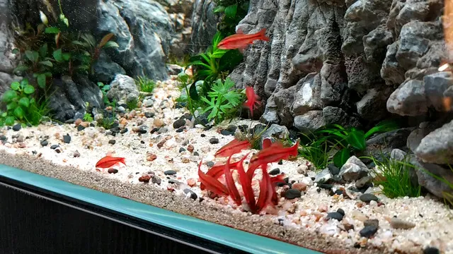 Để cá anh đào phát triển khỏe mạnh và duy trì sắc màu rực rỡ, việc cung cấp chế độ ăn đầy đủ và cân bằng là rất quan trọng.