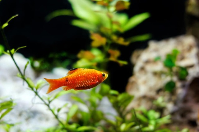 Để cá cảm thấy an toàn, bạn nên trang trí bể với các cây thủy sinh và vật liệu tự nhiên như đá hoặc gỗ