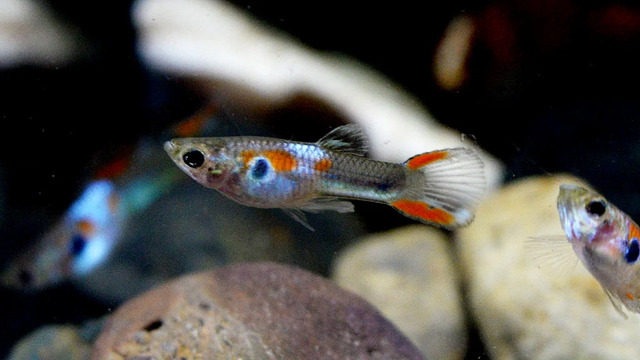 Để  cá có thể bơi lội tự do, bạn cần trang bị một hệ thống lọc nước hiệu quả và cho cá không gian sống rộng rãi