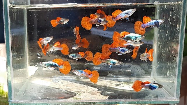 Để cá phát triển khỏe mạnh, bạn cần chú ý đến chế độ ăn uống, chất lượng nước và không gian sống của chúng