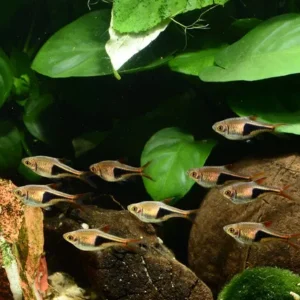 Để cá tam giác vua phát triển khỏe mạnh, bạn cần tạo ra một môi trường sống tương tự như nơi chúng sinh sống tự nhiên