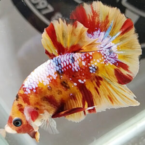 Để chăm sóc cá Betta Nemo Galaxy tốt nhất, bạn cần thay nước định kỳ từ 1 đến 2 lần mỗi tuần để đảm bảo nước luôn sạch sẽ