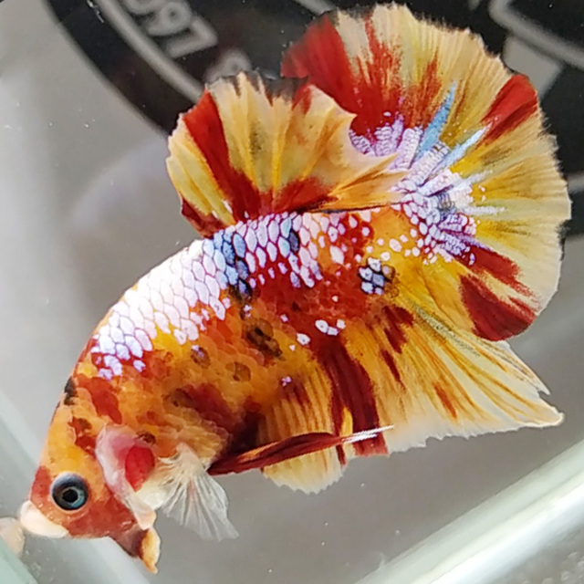 Để chăm sóc cá Betta Nemo Galaxy tốt nhất, bạn cần thay nước định kỳ từ 1 đến 2 lần mỗi tuần để đảm bảo nước luôn sạch sẽ