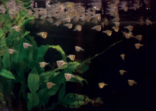 Để chúng sống khỏe mạnh, bể cá cần có kích thước tối thiểu là  115 lít.