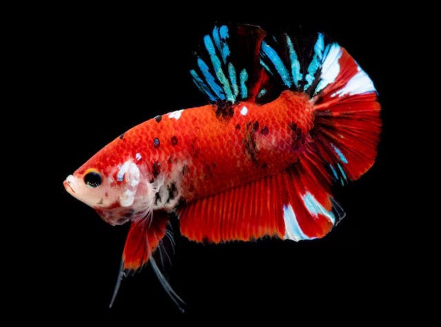 Để đảm bảo chất lượng cá, bạn nên mua Betta Red Fancy từ các cửa hàng uy tín