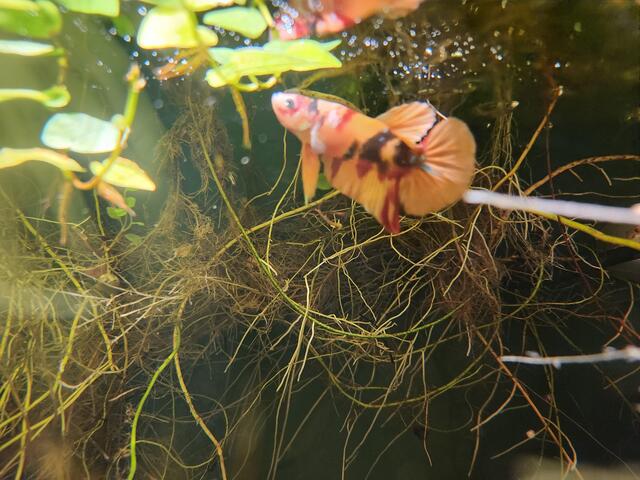 Để đảm bảo một môi trường hòa bình trong bể cá, bạn cần cung cấp đủ không gian sống cho từng cá thể cá Betta 