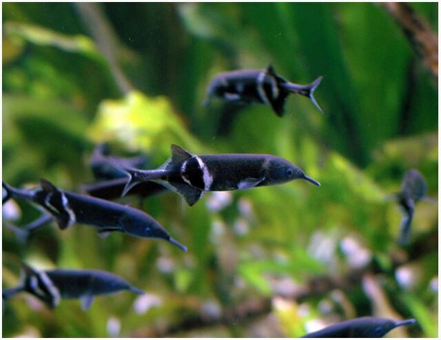 Để giữ cho những chú cá này khỏe mạnh, hãy tạo môi trường sống ổn định và chăm sóc chúng đúng cách.