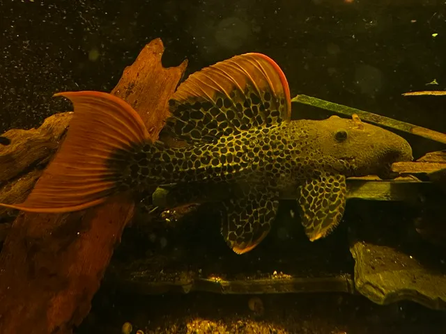 Để kích thích quá trình sinh sản của cá L600 Pleco, bể nuôi cần có những điều kiện đặc biệt như nhiều hang động, nền cát mịn và nước có độ pH thấp.