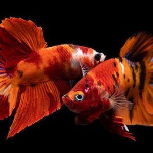 Để lai tạo thành công, người nuôi cần chọn lựa các cá thể cá khỏe mạnh, đặc biệt là cá mái có bụng đầy trứng và cá trống có màu sắc đẹp