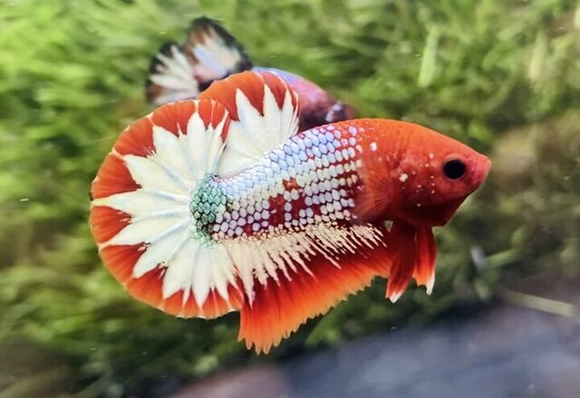 Để nhân giống, bạn cần chọn cá giống khỏe mạnh, có màu sắc đẹp và hình dáng cân đối.