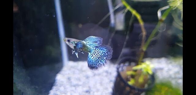 Để nhân giống cá thành công bạn cần chuẩn bị một bể đẻ riêng biệt với môi trường nước ổn định và sạch sẽ.