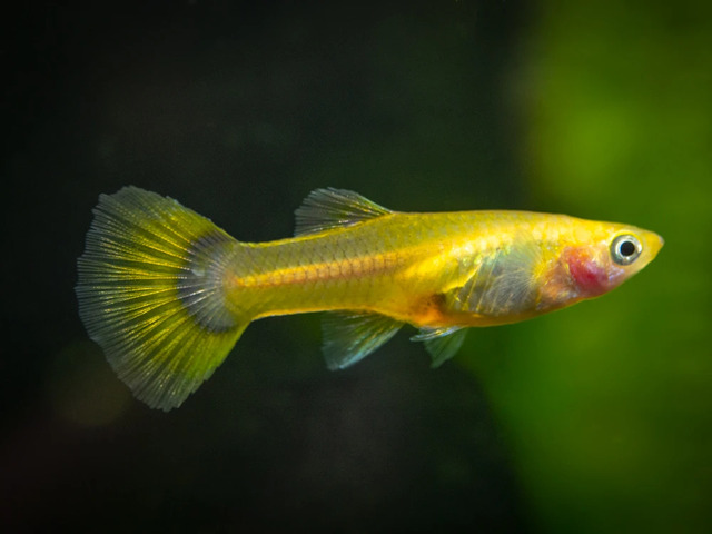 Để  quá trình sinh sản diễn ra thuận lợi, bạn cần đảm bảo bể cá đủ không gian và các yếu tố môi trường ổn định