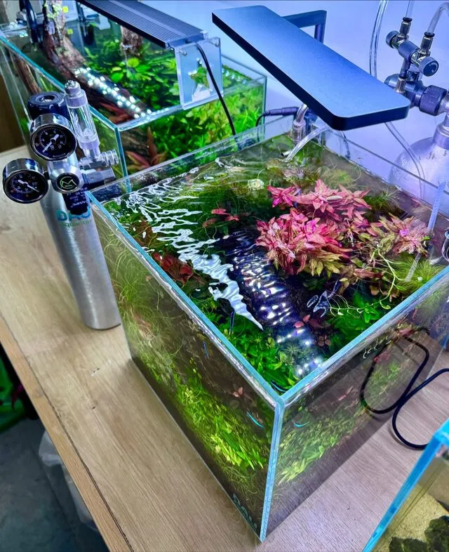 Để sở hữu giống cá bảy màu  cũng như bể cá thuỷ sinh chất lượng nhất thì hãy tìm đến với DauAquarium