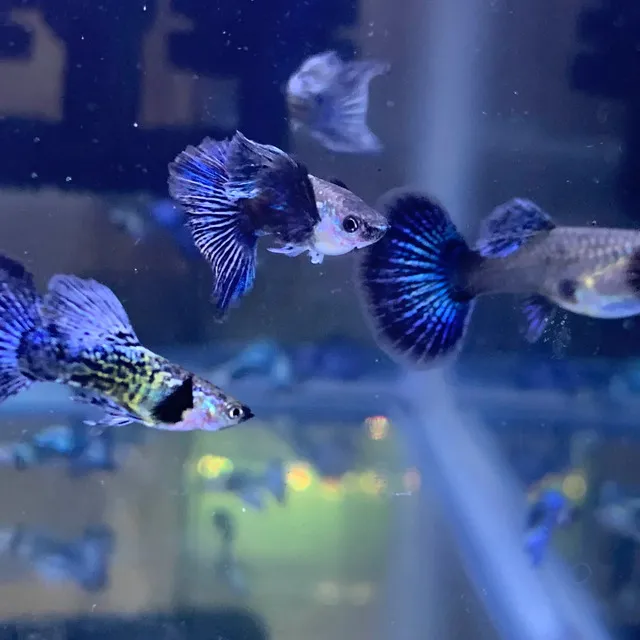 Để tránh tình trạng ô nhiễm nước trong bể, bạn chỉ nên cho cá ăn một lượng thức ăn vừa đủ trong ngày