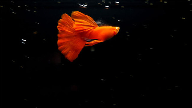 Điều đặc biệt của cá bảy màu Full Red chính là toàn bộ cơ thể và vây của chúng đều có màu đỏ rực rỡ