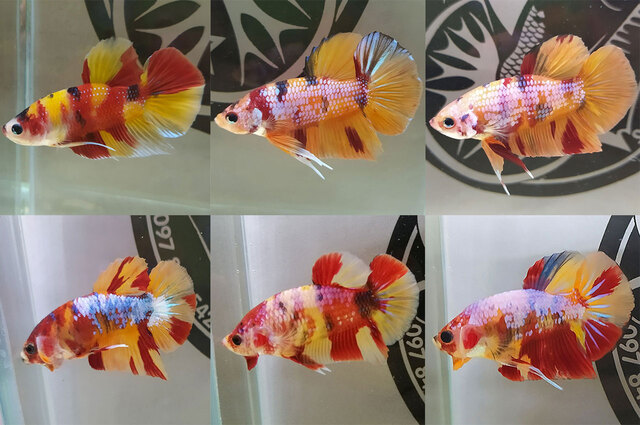 Điều đặc biệt là Betta Nemo thường có hoa văn đốm lạ mắt, khiến chúng trở nên rất khác biệt so với các dòng cá betta khác