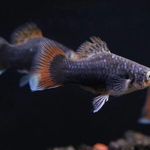 Điều kiện sống của Cá Mún tại cửa hàng là một yếu tố quan trọng khác cần kiểm tra