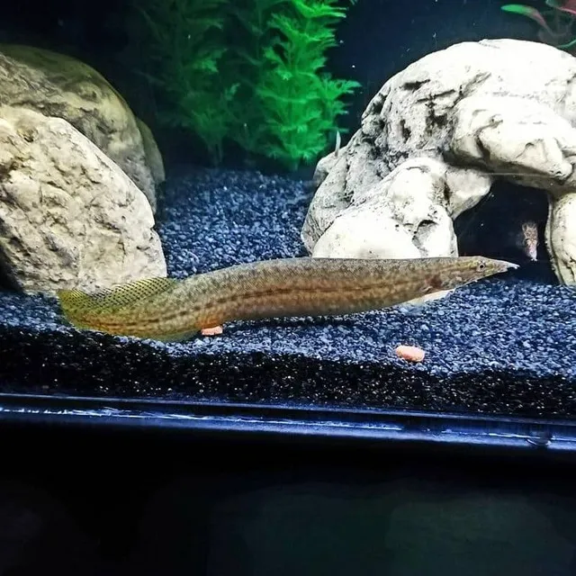 Điều thú vị khi nuôi cá chình là chúng rất dễ dàng chăm sóc và không đòi hỏi quá nhiều thời gian cũng như công sức