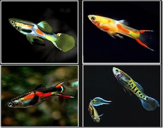Điều thú vị là, cá bảy màu rừng không chỉ đẹp mà còn rất khỏe mạnh, có thể sống trong nhiều môi trường nước khác nhau