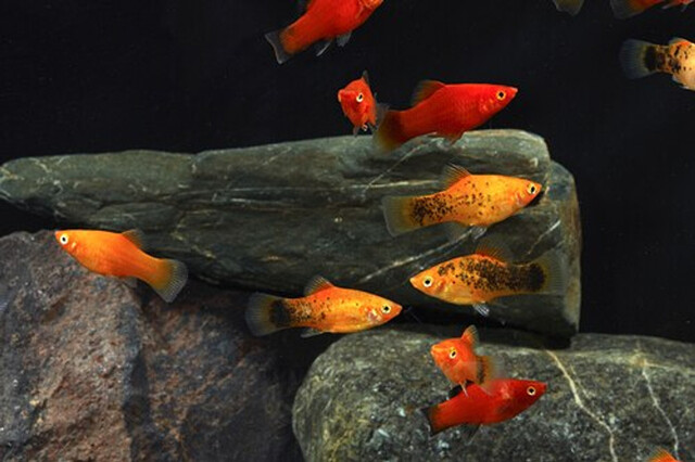 Do tính cách ôn hòa, chúng có thể sống chung với nhiều loài cá nhỏ và vừa khác