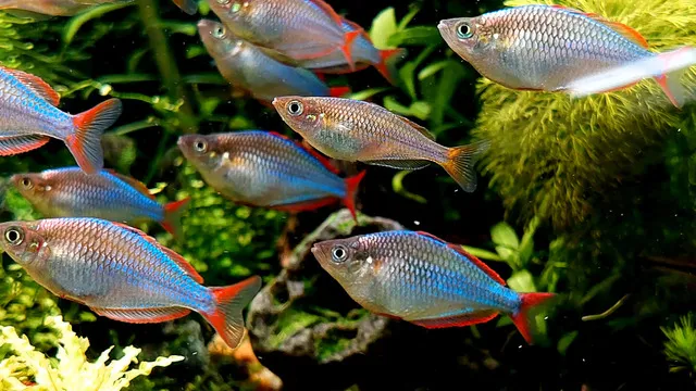 Dòng Hải Hồ Melanotaenia splendida
