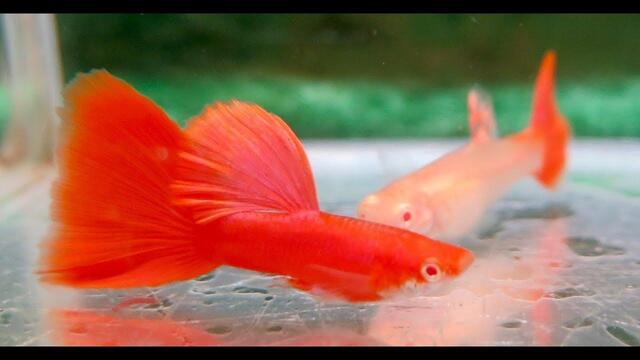 Dòng cá bảy màu này rất dễ để nhân giống